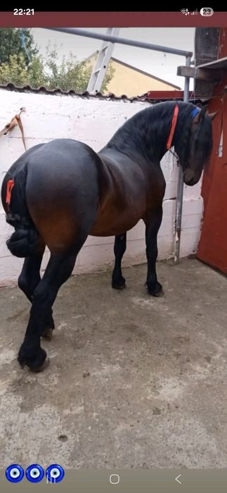 Vând armăsar corcitura frizian