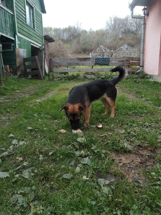 Cățelușă de talie mică, căutăm familie responsabilă!