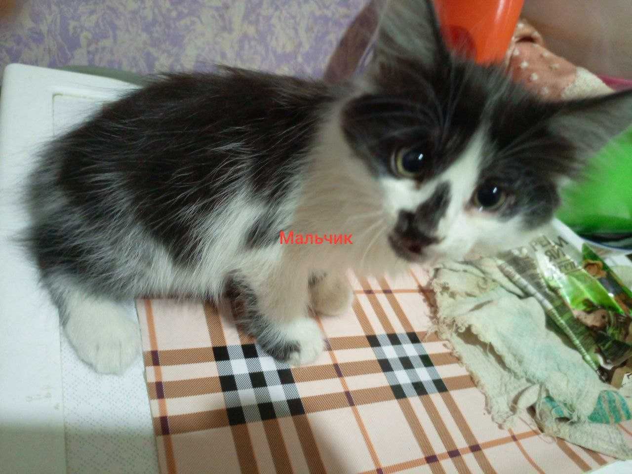 Котята очень милые и ласковые даром в добрые ручки