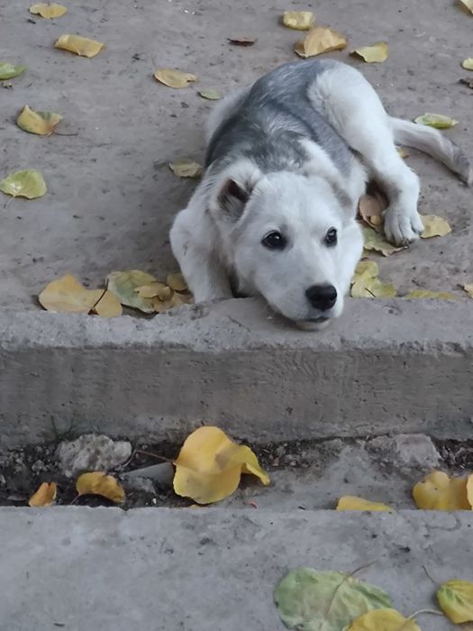 Yaxshi mexribon insonlarga bervoriladi kuchuk bola 3  4 oylik oʻgʻil