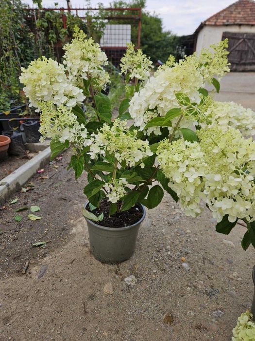 HORTENSII de gradina. Paniculata, Macrophylla diverse culori si soiuri
