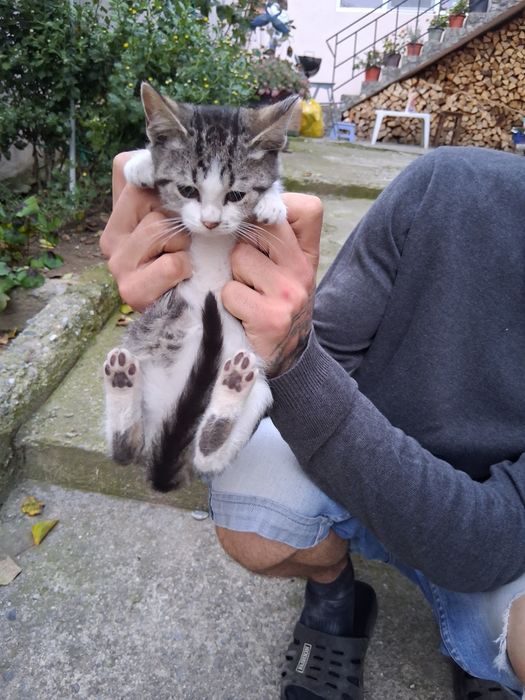 Donez 2 pisicuțe si un pisoi