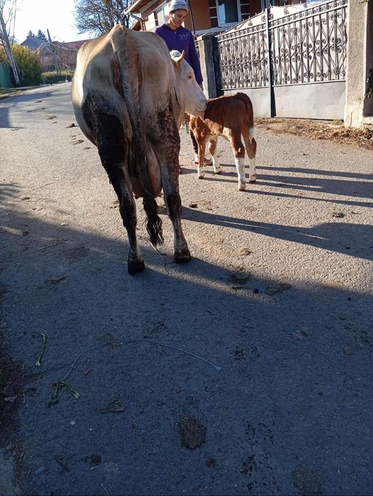 Vind vaca cu vițel de3ani