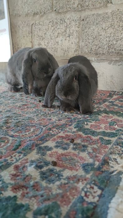 Berbec german rasă mare