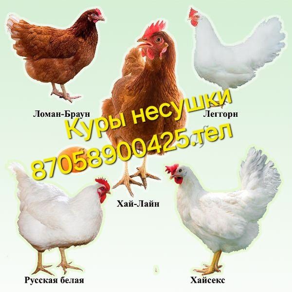 Куры несушки порода леггорн.