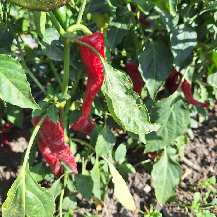 Продам  домашний горький  перец,экологический чистый продукт,.