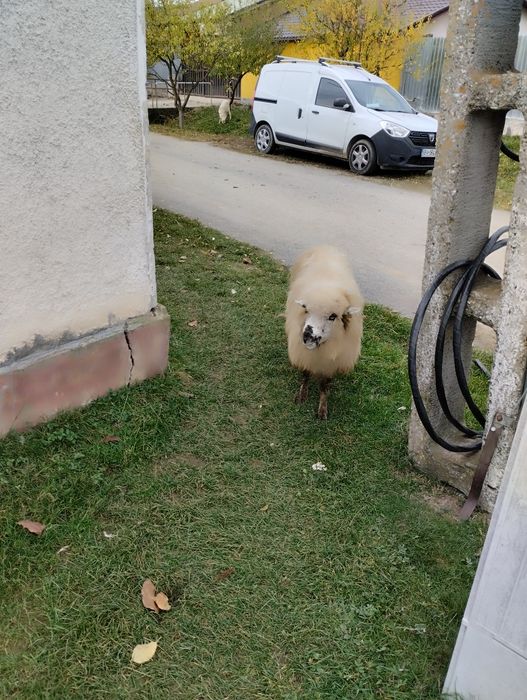 Oaie reforma pentru pastramă