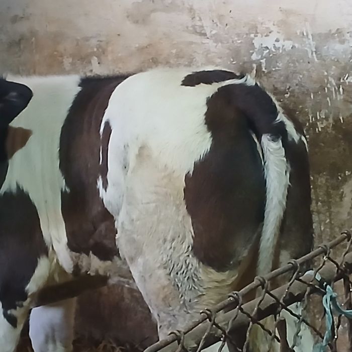 Vitei baltata românească