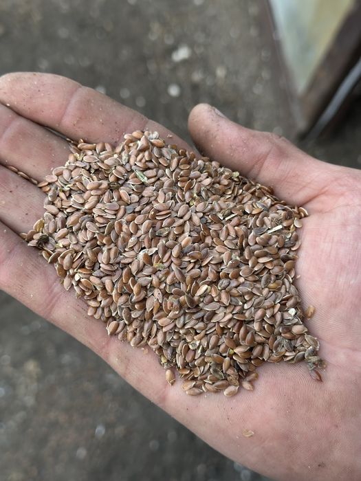 Лён. Семена льна