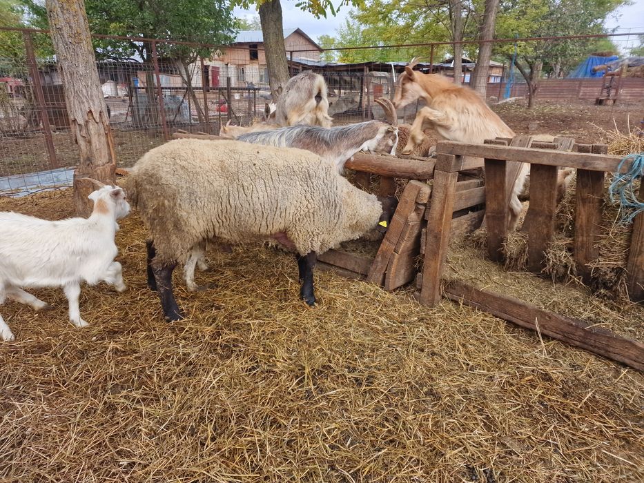 Vând urgent oi și capre