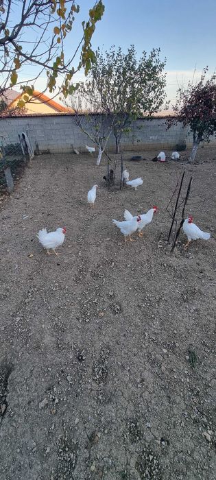 Петли бял легхорн 4 броя