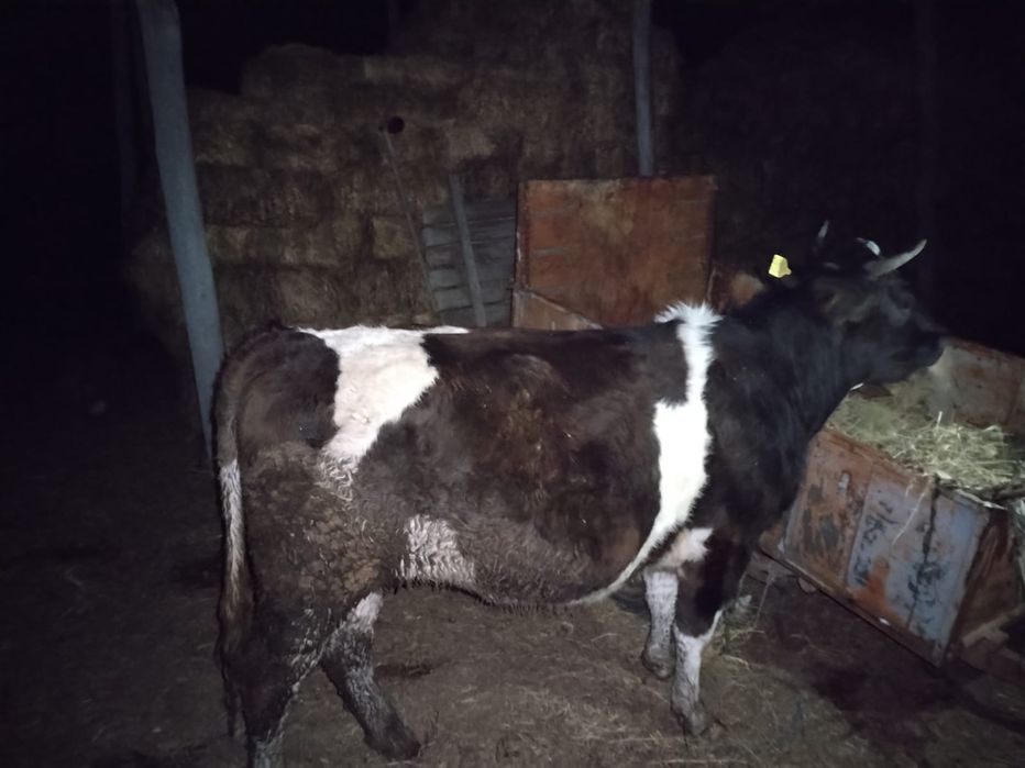 Vacă junică gestantă OFERTA