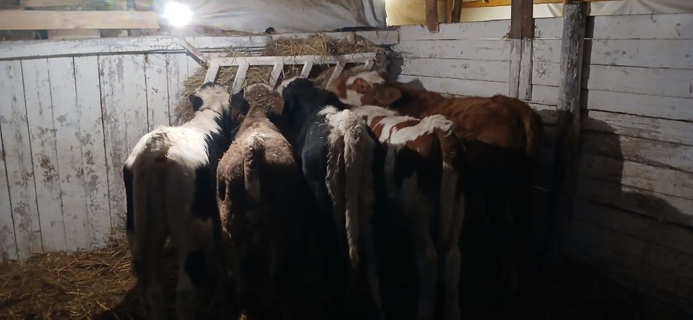 Vând viței înțărcati