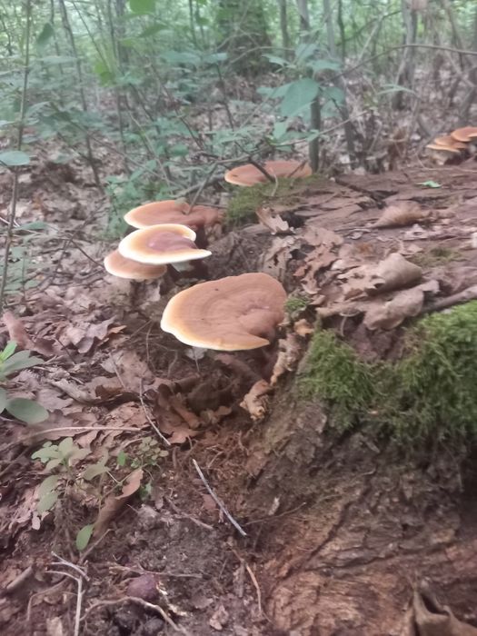 Ciuperca medicinala ganoderma reishi