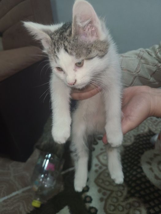 Котята сибирской пароды