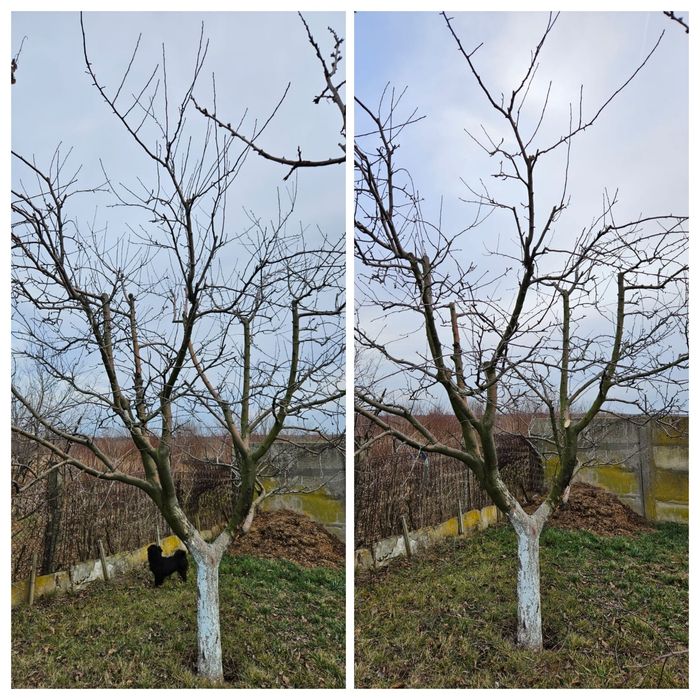 Taieri pomi fructiferi / viță de vie