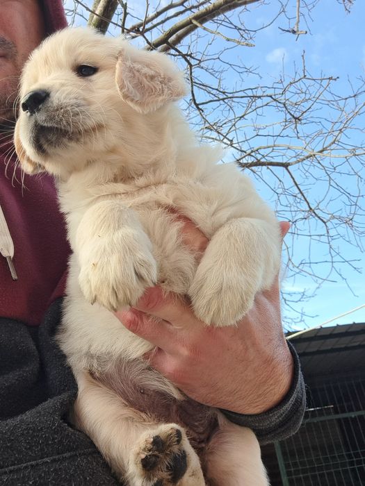 Golden retriever rasa pura