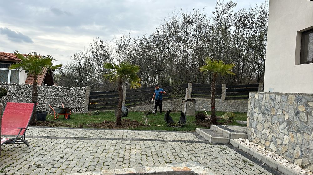 Anenajam spati verzi vindem plante ornamentale
