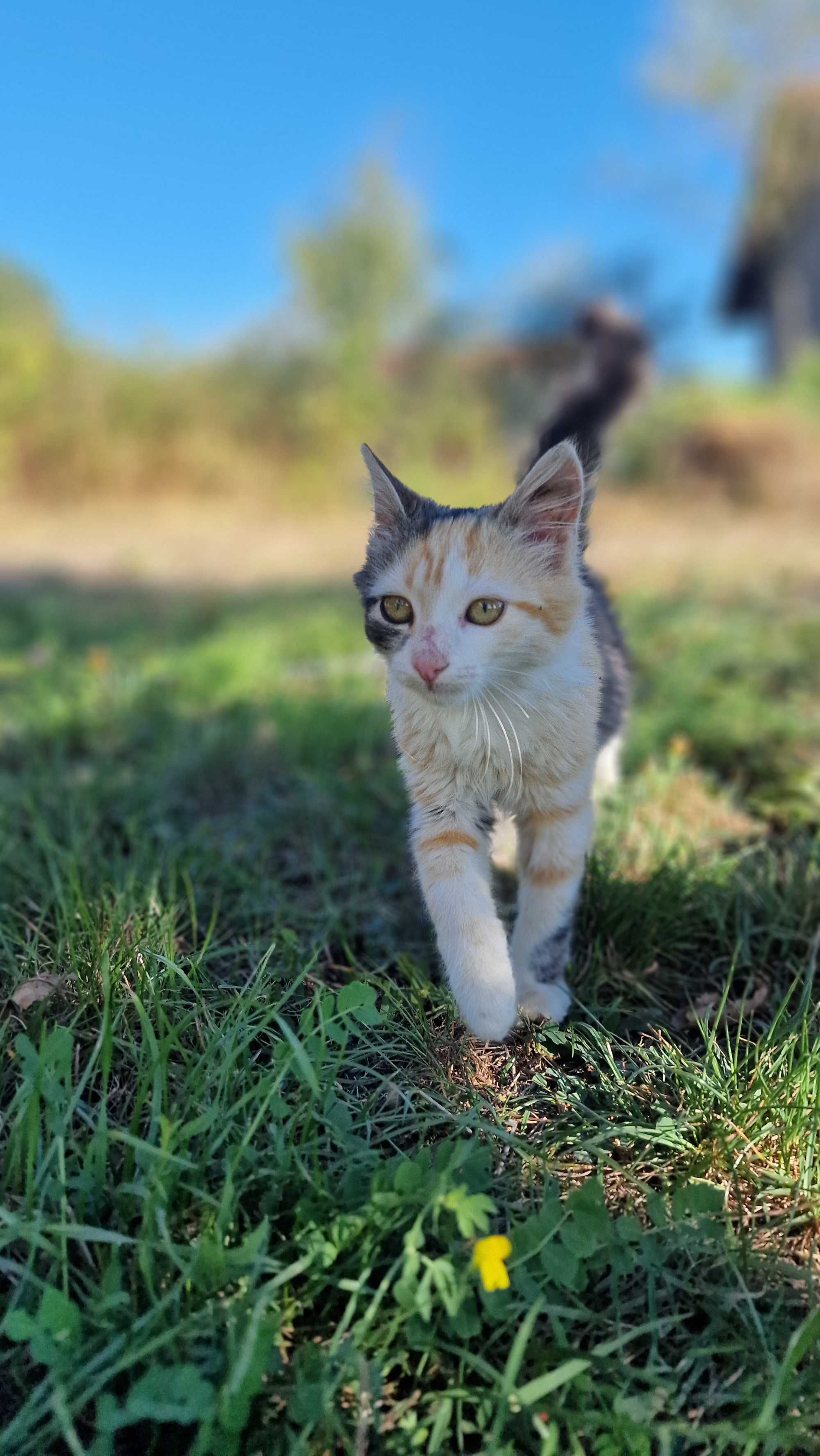 Котаци търсят дом