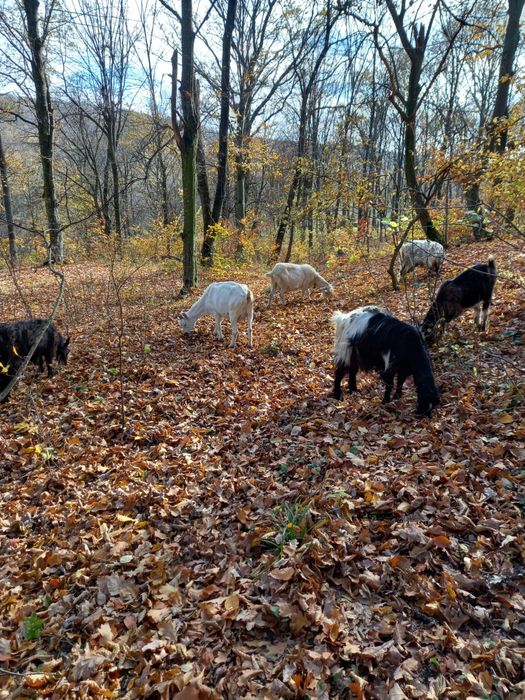 Vând 6 capre mai multe în privat