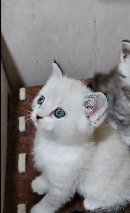 Фолды и Страйт шиншиллы