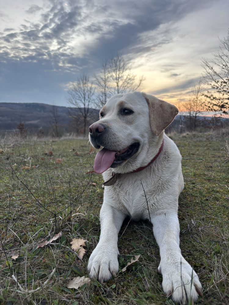 Labrador retriever alb