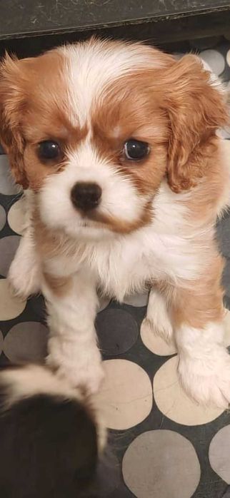 Cavalier King Charles Spaniel cu pedigree