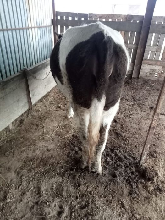 семиз кашар сатылады