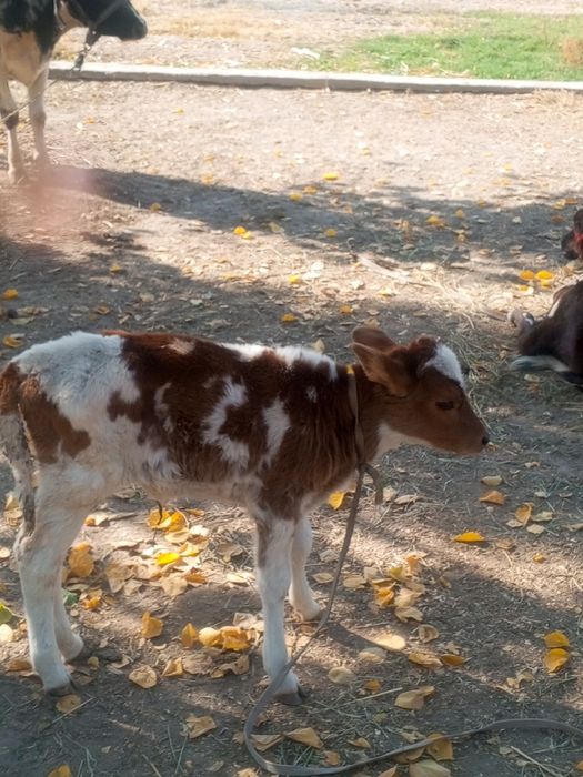 Ona bola sigir ikkinchi bolasi gunohim 8-10 suti bor yuvow sigir