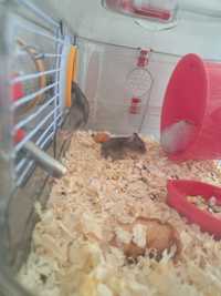 Vând hamsteri pitici cu 10 lei bucata
