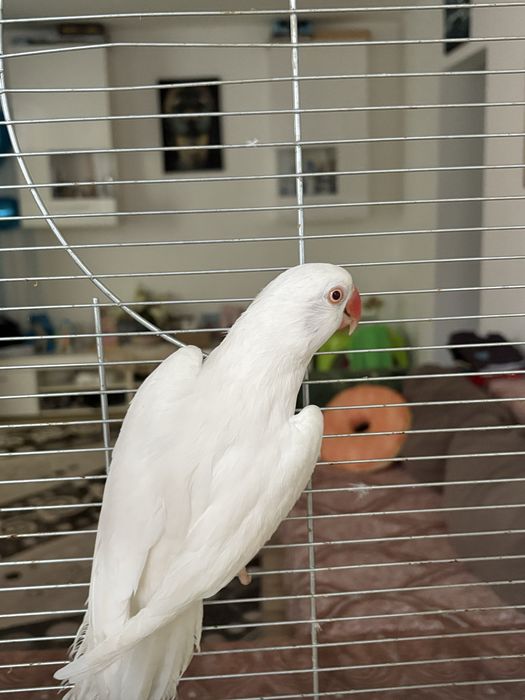 Micul alexander mascul si femela