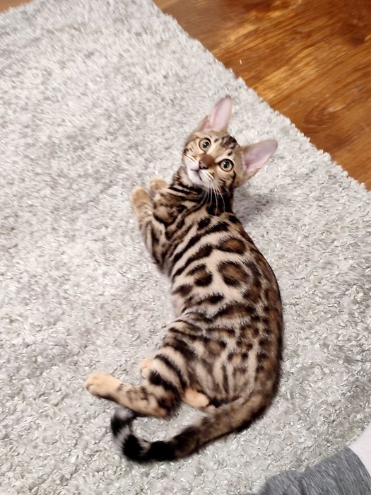 Femela bengal cu pedigree,felisa autorizata