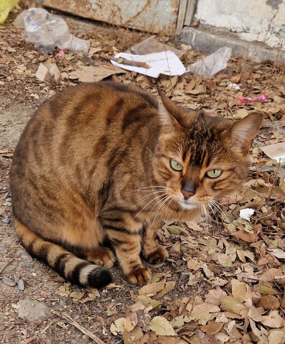 Нашли кошку в районе сельстроя