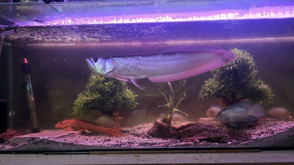 Сребърна Арована 40+ см