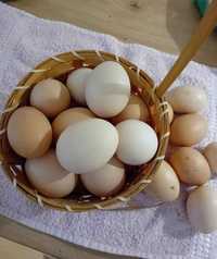 Oua proaspete pentru consum