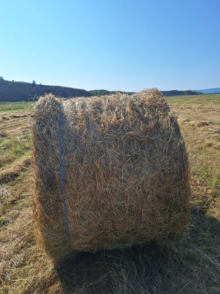Baloti trifoi xxl 160 x 120- fan prima coasa 2025