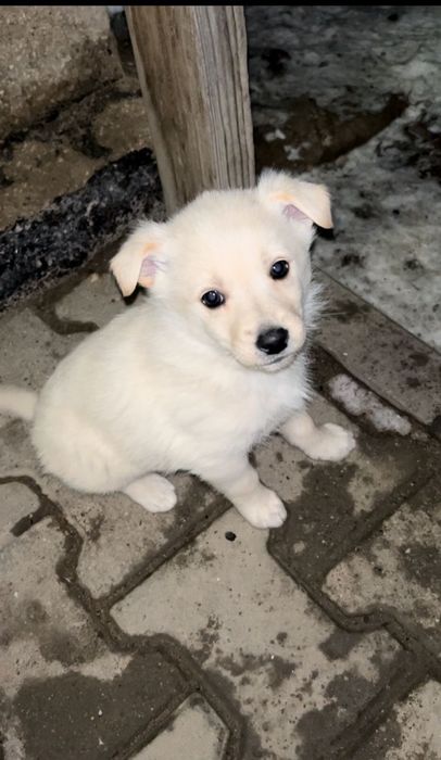 Отдам щенка в добрые руки.(сучка)