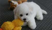 Băiețel Bichon Frise. Asigur transport!