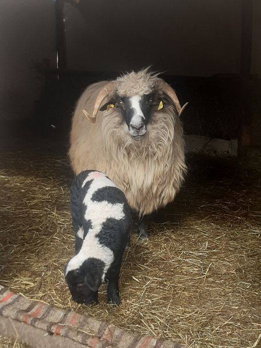12 oi țurcane,8 țigăi,tinere