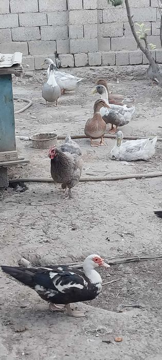 Продаются  индо утки.  цена 150 000тыс .сум каждый.