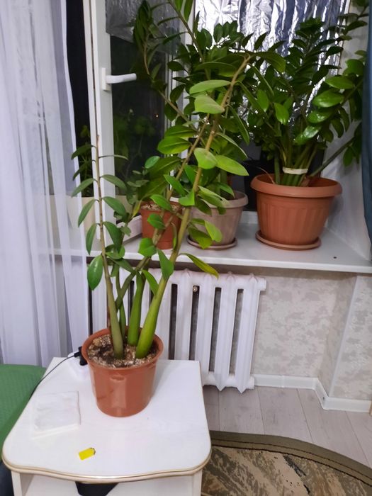 Продам цветы долларовое дерево