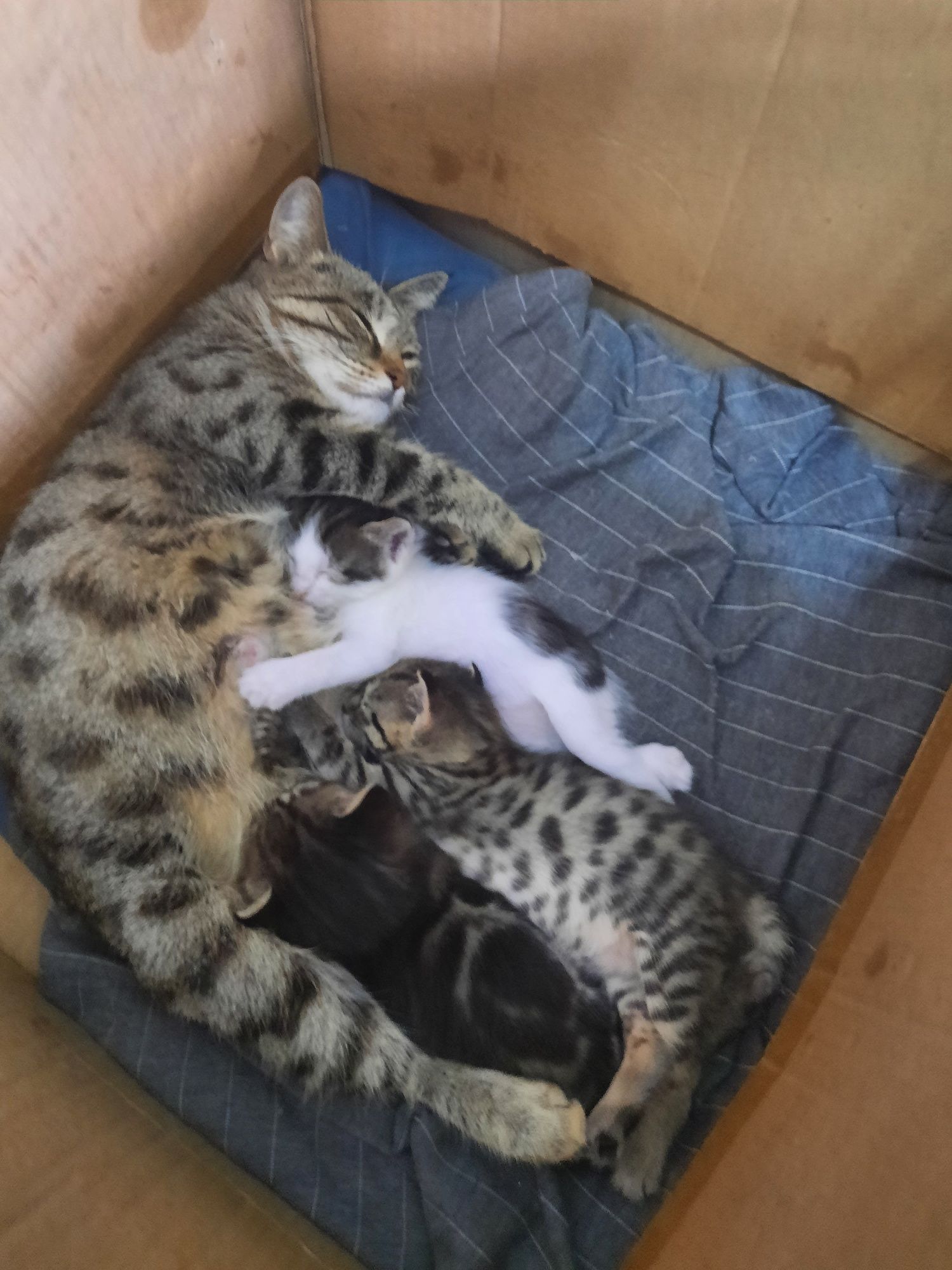 mushuk ona 3 ta bolasi hadyaga beriladi