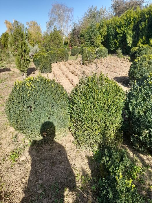 Plante ornamentale mesteacan tei,pawlonia