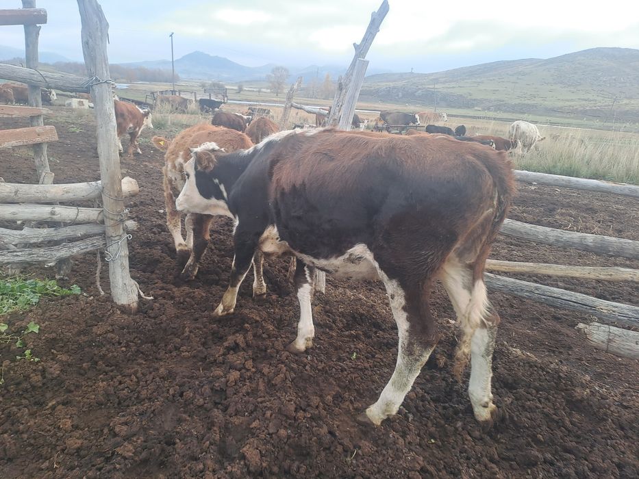 Сиыр сатыладыыыы