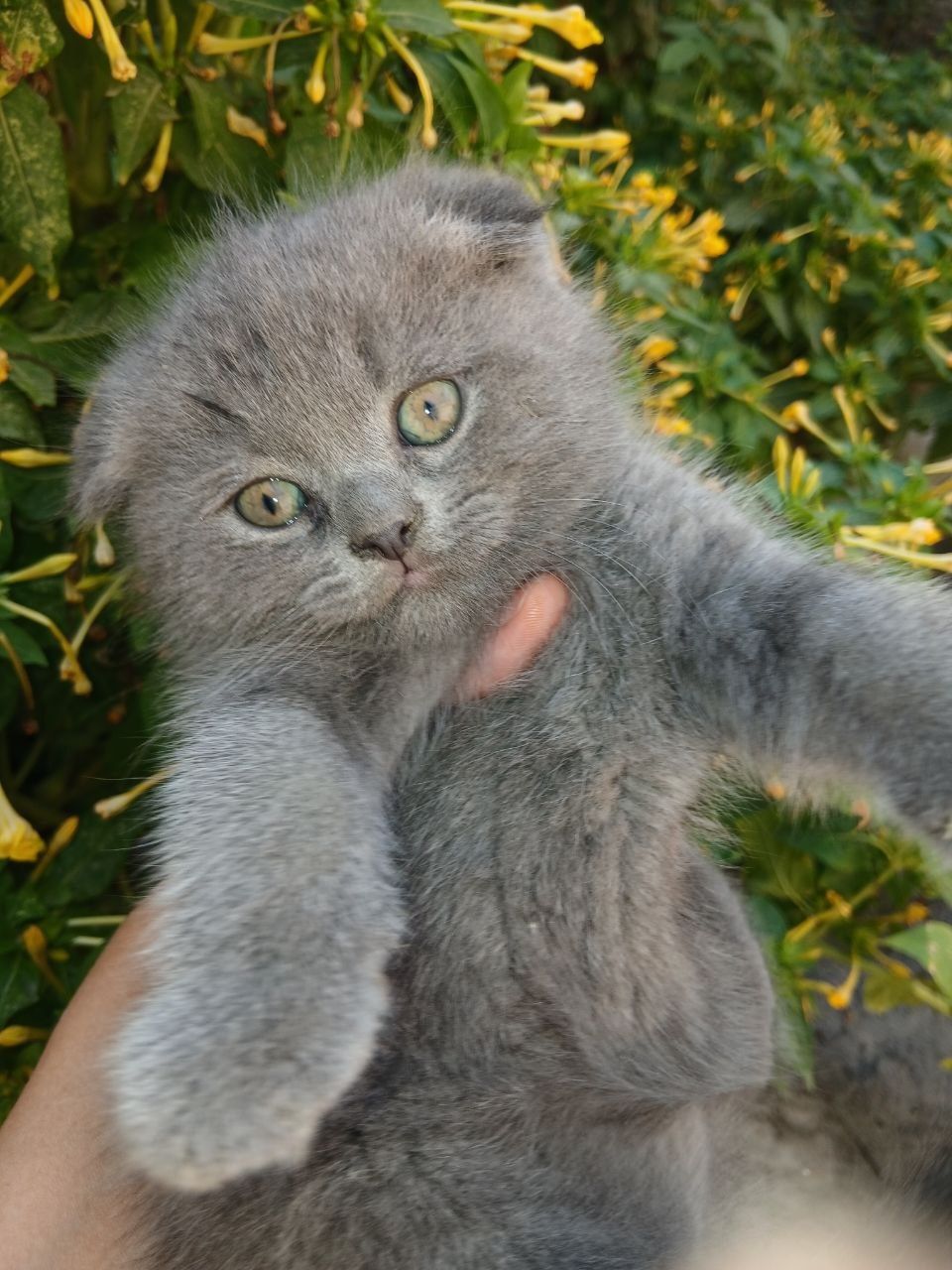 Продаётся котята