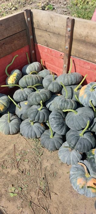 Dovleci dovleci dovleci