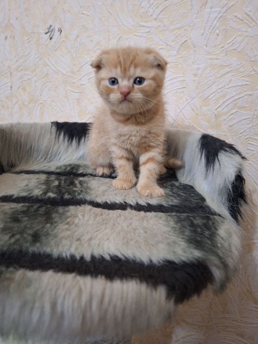 Скоттиш фолд. Киз ва угил бола