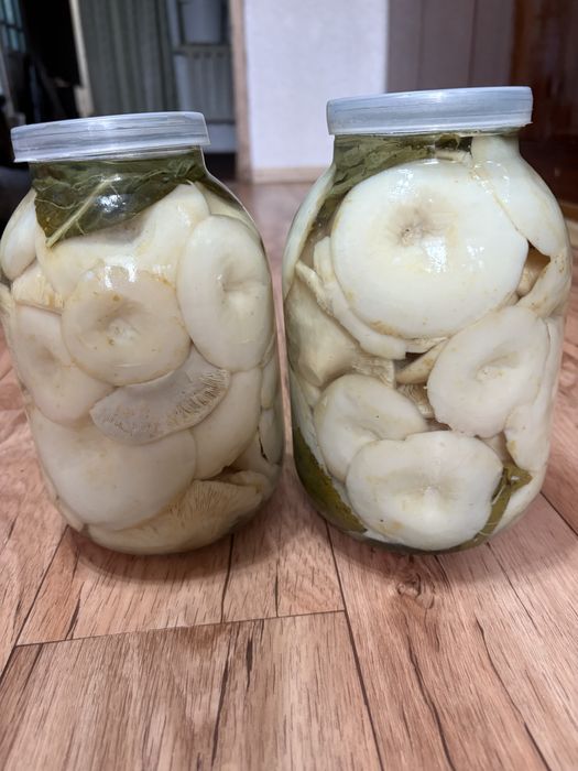 Продам грибы Грузди