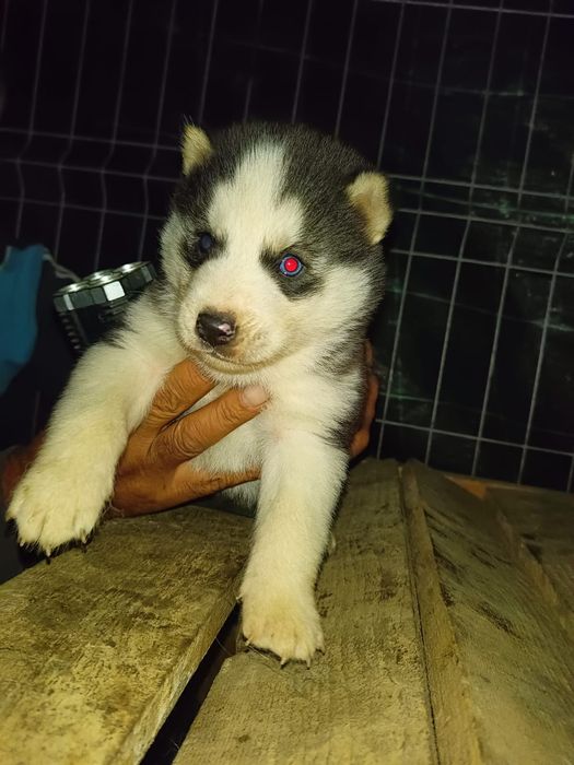 Husky Siberian Pui