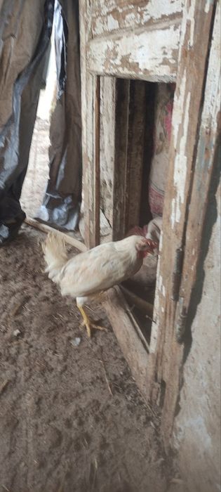 Сенди жужалари  сотилади